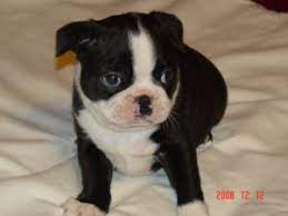 This amazing pup is up to date on shots and dewormed and has a veterinarian certificate of health. Boston Terrier Puppies In Texas