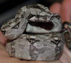 Tarahumara Dwarf Boa Snake Boa Constrictor Colorful Duvet