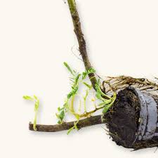 Image result for Aeschynomene cristata