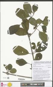 Image result for Psychotria mildbraedii