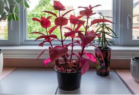 Image result for Coleus eminii