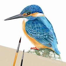 Birds That Start With Blue Every Time I See Foxglove I Tend To Hear All Those Small Bells Ringing Once They Will Start For Sure Aquarell Kingfisher Art Bird Art Art
