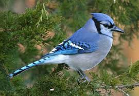 Birds That Start With Blue The Blue Jay Is A Native Missouri Songbird Krcu Blue Jay Bird Blue Jay Missouri Birds