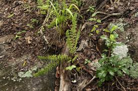 Image result for Cheilanthes hirta