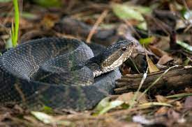 Poisonous Water Moccasin Snake Coiled On The Ground Snake Facts And Information Water Moccasin Snake Snake Facts Snake