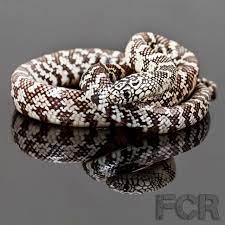Ghost Phase Brook S Kingsnake For Sale Brooks Ghost Sale