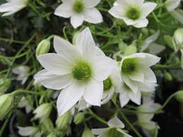 Shipping costs pcs add to cart. Rhs Advice Tips On Garden Indoor Plants Plant Finder Selector Rhs Gardening