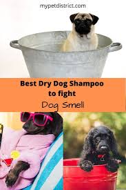 Get Rid Of Dog Smell Now In 2020 Dog Smells Best Dog Shampoo Dog Shampoo