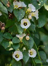 Image result for Ipomoea tenuirostris