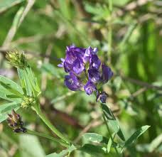 Image result for Medicago sativa