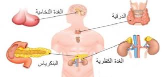أين توجد الغدد في جسم الإنسان بواسطة نور الهداية متشابهات القرآن ولمسات بيانية Facebook