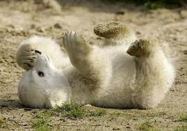 Knut Ist Tot Baby Eisbaren Susseste Haustiere Susse Tiere
