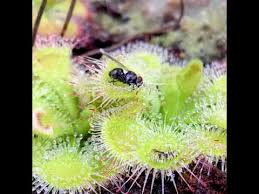 Drosera burmannii,drosera burmannii, and a great choice for carnivorous plant beginners, because it is very easy to care, drosera drosera burmannii is one the fastest tentacles moving sundew. Drosera Burmannii Carnivorous Plant Vs Fly Timelapse Youtube