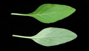 Image result for Asystasia mysorensis