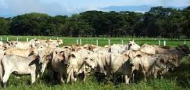 Resultado de imagen para "jairo faria" paraguay