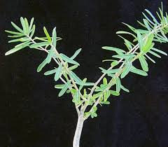 Image result for Euphorbia guerichiana