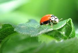 Spray them with a strong blast of water to dislodge nymphs from the plants. 7 Tips On How To Get Rid Of Spittlebugs Organically Naturally On Plants Garden Ambition