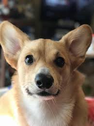 Below you'll find information about the pembroke welsh corgi puppies we have available for sale in sugarcreek ohio. The Queens Corgis Can I Have Your Snack Please At Pembrokewelshcorgipuppy Corgi Corgi Queen Pembroke Welsh Corgi