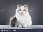 The Ragdoll Cat, Photos of Ragdoll Cats Colors and Patterns