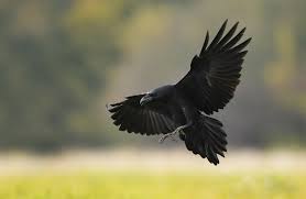 Ravens are considered very intelligent birds, they may be trainable but. The Raven Meet One Of Canada S Most Intelligent Birds Your Connection To Wildlife