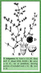 Image result for Trianthema triquetrum