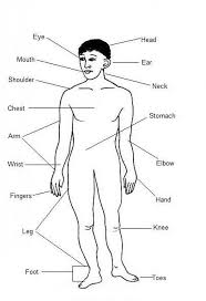 Your chest is on the front of your body, below your neck and above your waist. Parts Of The Human Body