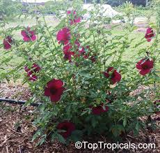 Image result for Hibiscus cannabinus