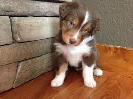 I was disappointed that the 2nd set of pics came the night before i picked her up. View Ad Australian Shepherd Litter Of Puppies For Sale Near Colorado Durango Usa Adn 24575