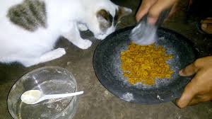 Kucing persia akan memiliki bulu yang nah, setelah mengetahui makanan kucing persia yang baik dan paling digemari, kita juga harus tahu cara yang tepat dalam memberi makan. Ramuan Makanan Kucing Agar Cepat Gemuk Youtube