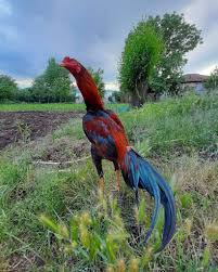 Berikut adalah cara ayam bangkok cepat bertelur, bisa. Ternak Ayam Jenis Cara Merawat Dengan Modal Kecil