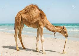 Eventually, camels migrated across the bering strait into regions of asia and africa, where the fat inside their humps helped them adapt yet. Camel On The Beach In Mahdia Tunisia Stock Photo Picture And Royalty Free Image Image 24187454