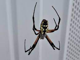 They often weave their webs near lights where there are higher chances for insects to approach flying. North Carolina Spiders Pictures And Spider Id Help Green Nature