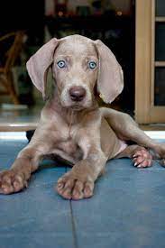 Pin On Aww Cuteness Overload