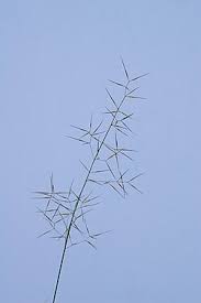 Image result for Aristida diffusa