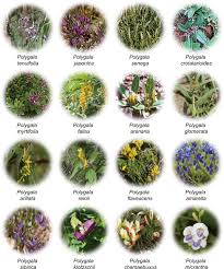 Image result for Polygala senensis