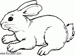 There are free printable easter bunny coloring pages different species such as flemish giant rabbit, holland lop, netherland dwarf, rex, mini lop, american, eastern cottontail, mexican cottontail, american fuzzy lop, pygmy, amami, tapeti. Rabbits Coloring Pages Kizi Coloring Pages