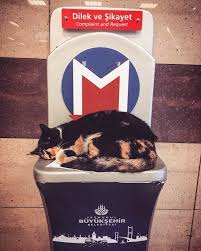 The Cat Who Refused To Move For Commuters Owns That Metro Station In Istanbul Metro Station Cats And Kittens Cats