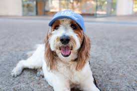 Can you help Jack's Pack raise funds for street dogs?