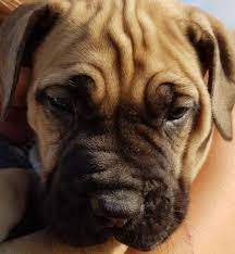 Puppy finder service, dog finder service, champion bloodline puppies for sale. Puppies For Sale Port Elizabeth Boerboel Puppies Dog Breeders Gallery 104929