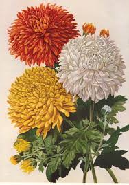 Chrysanthemums For More Pest Control Botanical Flowers Garden Pest Control Organic Insecticide