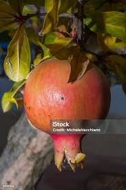 Image result for Punicaceae
