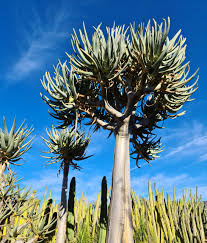 Image result for Aloidendron