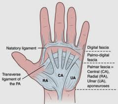 Tendon repair of the hand is surgery to repair damaged or divided tendons. Anatomy Of The Volar Retinacular Elements Of The Hand A Unified Nomenclature Journal Of Hand Surgery