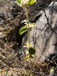 Image result for Corbichonia