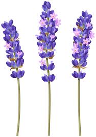We did not find results for: Lavender Flower Png Clipart Gallery Yopriceville High Quality Images And Transparent Png Free Clipart