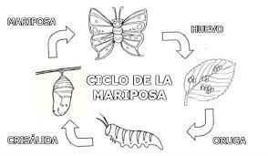 Ciclo De La Mariposa Que Es Y Como Son Sus Etapas