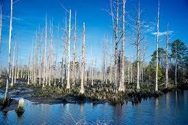 Cape Fear River