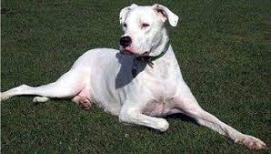 dogo argentino arjantin