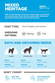 Check spelling or type a new query. How Often Do I Wash My Dog Advice For Pet Parents Petco Dog Advice Dog Wellness Canine Care