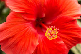 The Hibiscus Flower It S Meanings And Symbolism Hibiscus Flower Meaning Hibiscus Flower Meanings